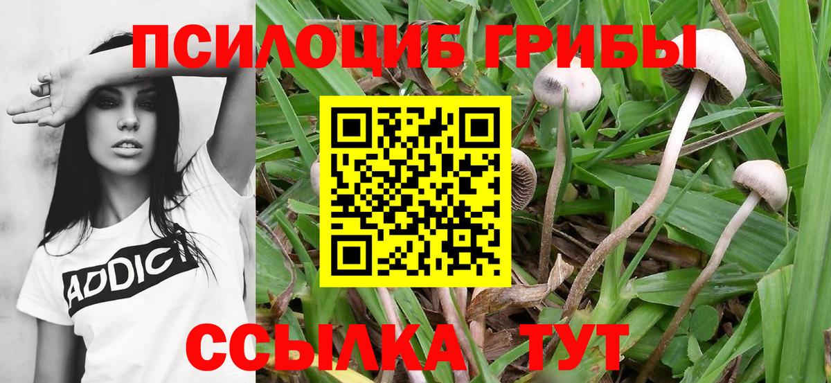 как найти закладки  Галлюциногенные грибы MAGIC MUSHROOMS  Вход с VPN  Королёв 